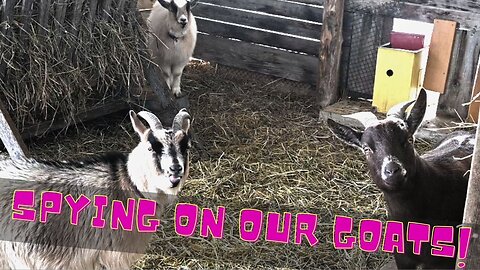 Spying On Our Goats When They Are In Labour!