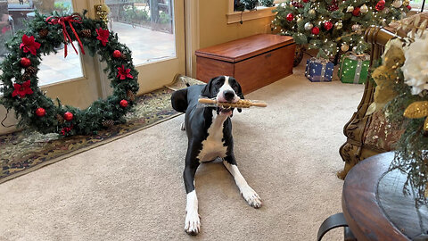 Funny Great Dane trades swiped Christmas rolling pin for treats