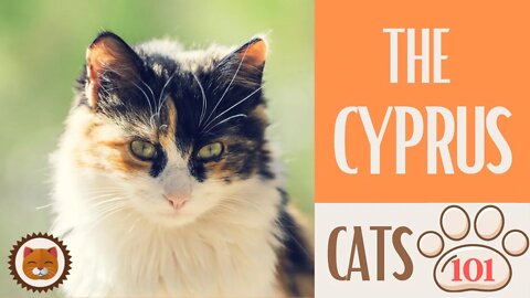 🐱 Cats 101 🐱 CYPRUS CAT - Top Cat Facts about the CYPRUS