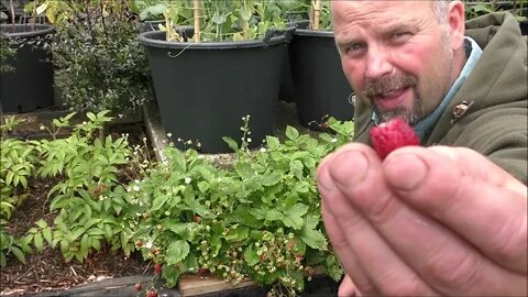 Why I Love Wild Strawberries / Alpine Strawberries