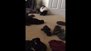 Pet skunk casually steals clothes