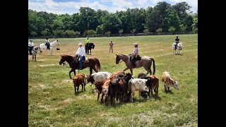 Cattle Driving Weekend in SC! part 1