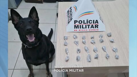 Duas apreensões de drogas com ajuda de cães farejadores em Manhuaçu