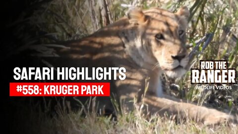 Safari Highlights #558: 09 & 10 September 2020 | Kruger National Park | Latest Wildlife Sightings