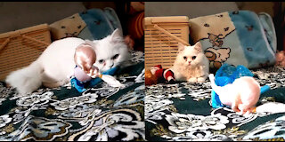 "Heart Melting" Kitten Hiding It Self Behind Barbie Doll