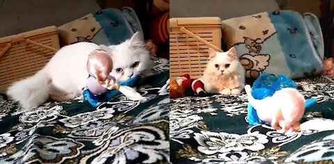 "Heart Melting" Kitten Hiding It Self Behind Barbie Doll