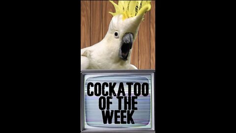 The first Cockatoo Of The Week 🇺🇸
