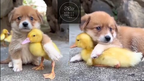 Dog Meets Duck And Becomes Best Friends