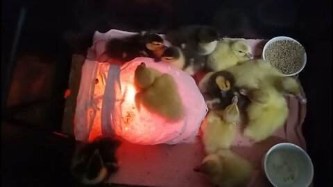 Muscovy Ducklings approx. 2 days old 27th December 2021