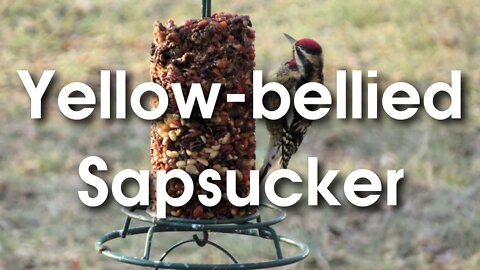 Yellow-bellied Sapsucker (woodpecker) photos from late winter feeding on a Mr Bird Seed Block