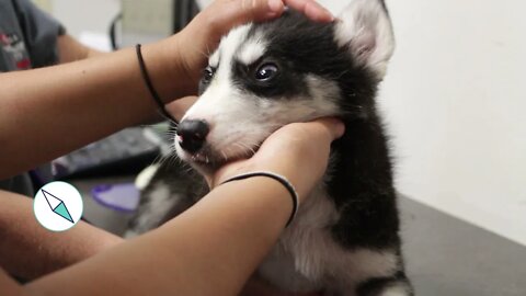 Manitoba pup with leg injury examined by shelter staff