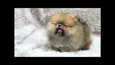 TOP 10 Funny dog barking videos compilation♥ Dog barking sound