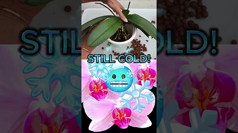 WARNING! Rookie Error! When NOT to REPOT Orchids #ninjaorchids #shorts #orchidcare #repotting