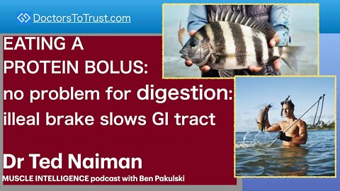 DR TED NAIMAN 6 | EATING A PROTEIN BOLUS: no problem for digestion: illeal brake slows GI tract