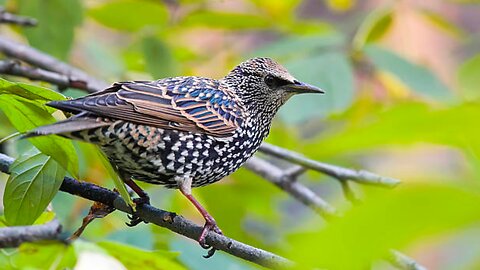 Watch this Common Starling devour delicious fruit in seconds