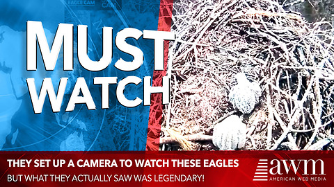 Camera Set Up To Film Hatching Of Bald Eagle Babies Captures Chilling Footage In Background