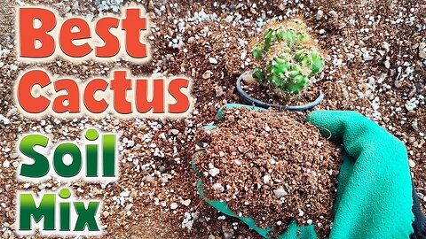Crafting the Ultimate Cactus Soil Mix | Secrets to Thriving Desert Beauties!