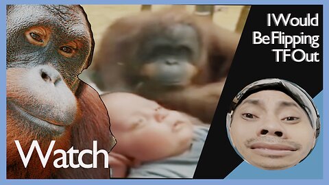 Watch: Orangutan Wants Closer Look at Baby