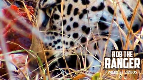 Male Leopard With A Nyala Meal | Archive Footage