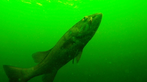 Camera dropped overboard records large fish with embedded object