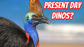 The Deadliest Bird In Australia !