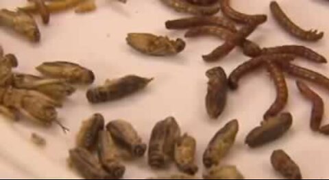 Nova propaganda da Austrália para condicionar as pessoas à idéia de comer insetos