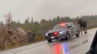 Police Escort Moose Down Highway