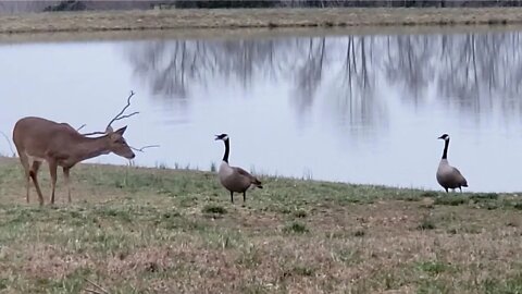 Farm pond wildlife Geese vs. deer Southern Illinois land