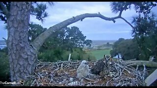 Mom and Her Owlet Share a Rat Breakfast 🦉 3/16/22 07:36