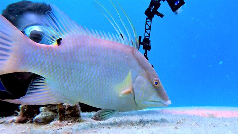 Large hogfish in Belize 'hogs' the spotlight during scuba diver photo session
