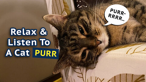 Relax And Listen To a Cat Purr