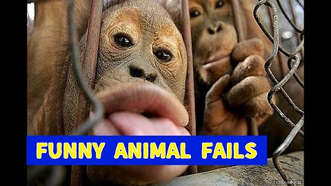 Top Funny Animal Fails ~ Almost Crying Inside! ~ July 2023