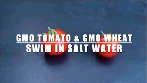 GMO Tomato & GMO Wheat Swim in Salt Water - Fish Gene Effect