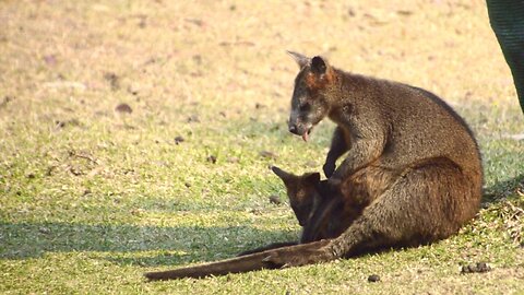 Sitting Swamp Wallaby with Joey in Pouch