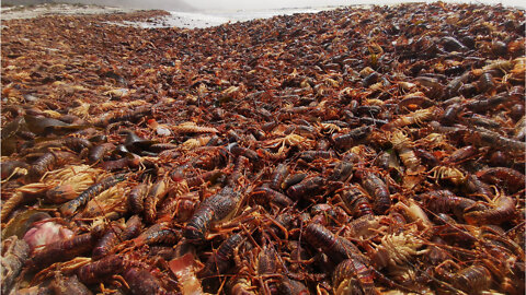 Elands Bay Crayfish walkout