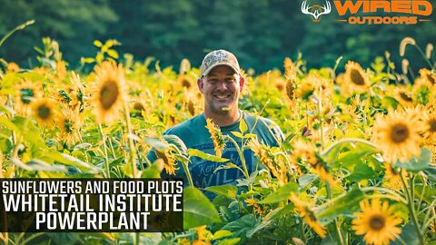 Sunflowers and Food Plots - Whitetail Institute Powerplant
