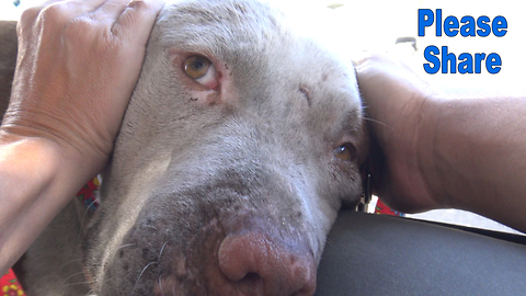 This Pit Bull rescue is different than any other rescue you have seen so far!