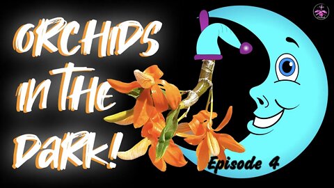 Orchids blooms at night 🌸🦉 Orchids at Midnight for Night Owls🌸🦉 Midnight Orchid Snack 🌸🦉 Ep. 4