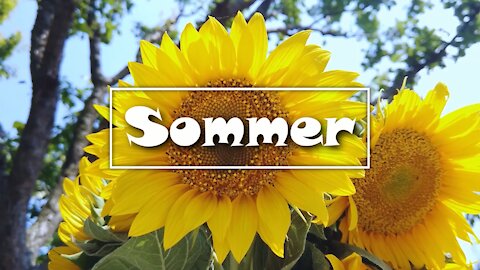 Sommer film