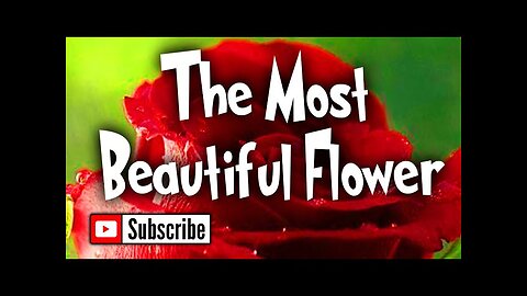 Most Beautiful Flower / Life Changing Poem / Inspirational