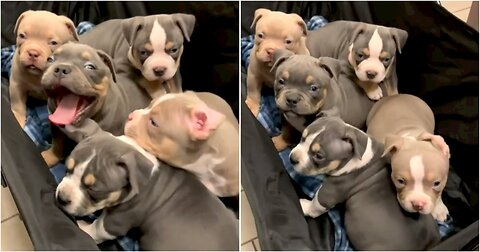 Pitbull puppies having fun together in a trolly