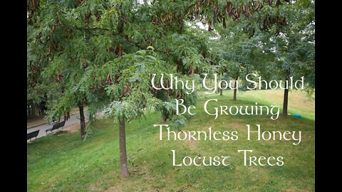 The Incredible Edible Tree - Honey Locust