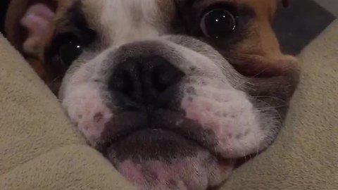 Bulldog puppy makes it clear he wants treats