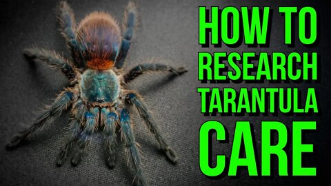 The BEST Ways to Research Tarantula Care & Husbandry