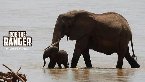 Elephants Crossing A River | Samburu | Zebra Plains On Tour