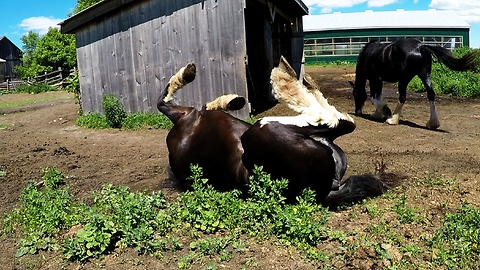 Clydesdale rolls with complete joy during sunny day