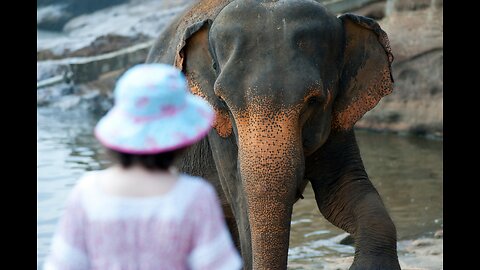 Elephant attacks tourists in the Pilansberg National Park, South Africa