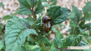 How Using Pesticides Impacts Your Soil Diversity