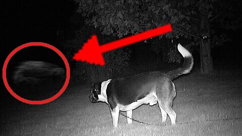 5 Dogs That Saw Something Their Owners Couldn't See ESP and the Supernatural