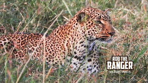 Leopard Avoids Hyenas, Chases Hare | Maasai Mara Safari | Zebra Plains